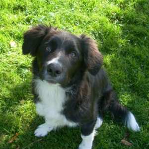 Merlin20111016Merlin4 043.jpg